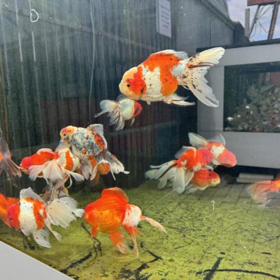 Sluierstaart & Oranda Mix 20+cm | Fancy Goldfish | Vijvervissen ...